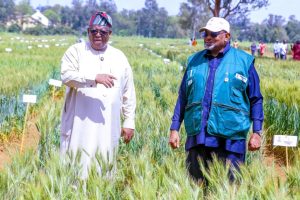 Plateau Rainfed Wheat Varieties Will Increase Production and Reduce Cost of Importation – Agric Minister